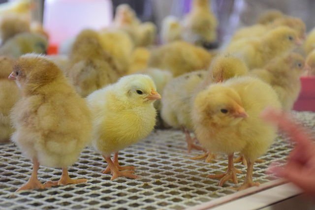 🌸 나고야시 농업센터 델라팜(나고야시 노교센타 데라화무) 이미지 14